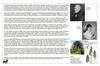col26 menzies_thumb.gif